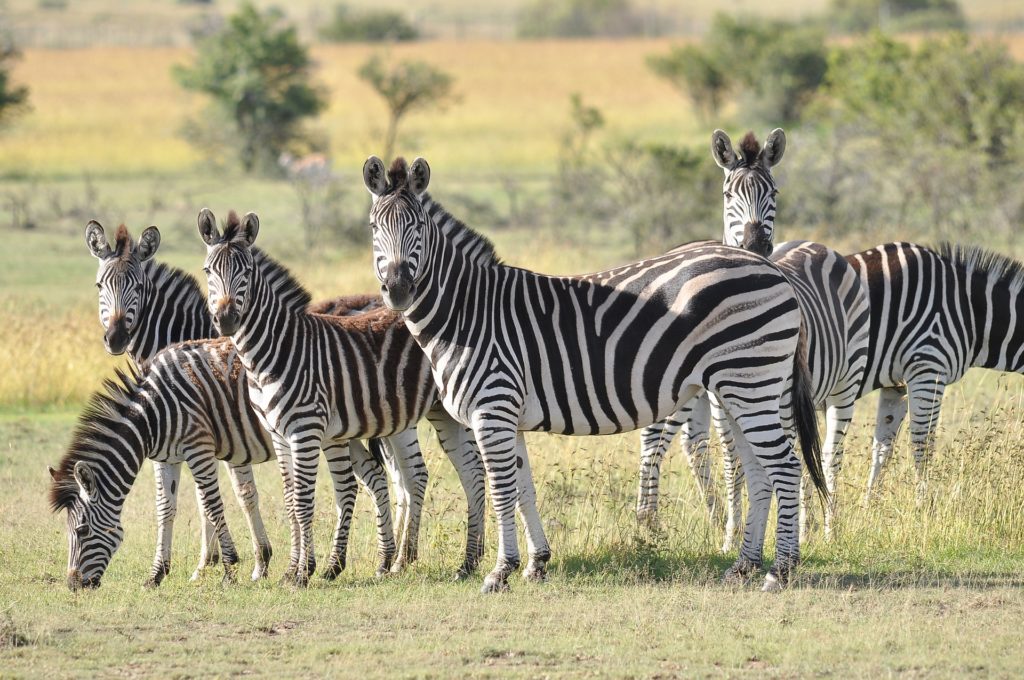 zebre in africa